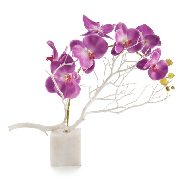 accessories blooming orchids botanical
