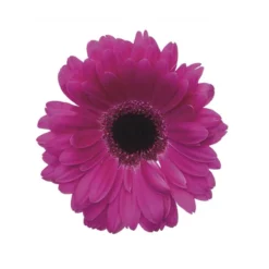 Blossom Wall Art